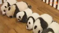[VIDEO] Lihat! 14 Bayi Panda Nan Menggemaskan