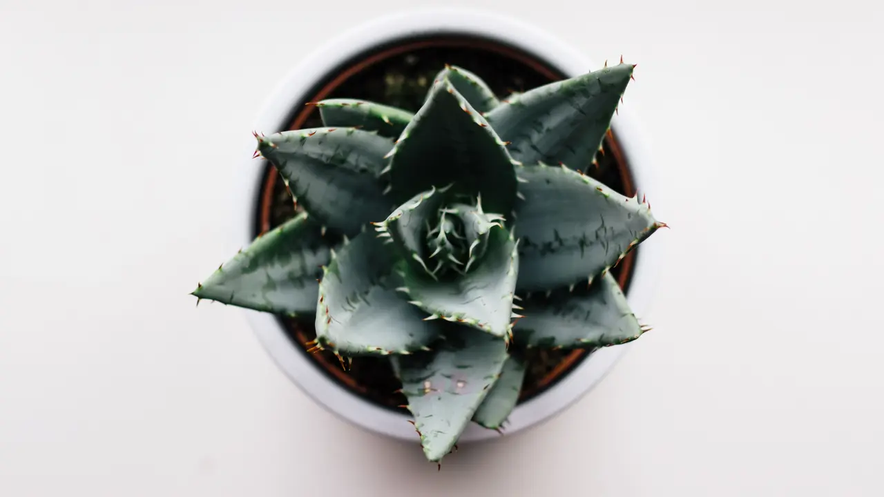 [Fimela] Aloe Vera