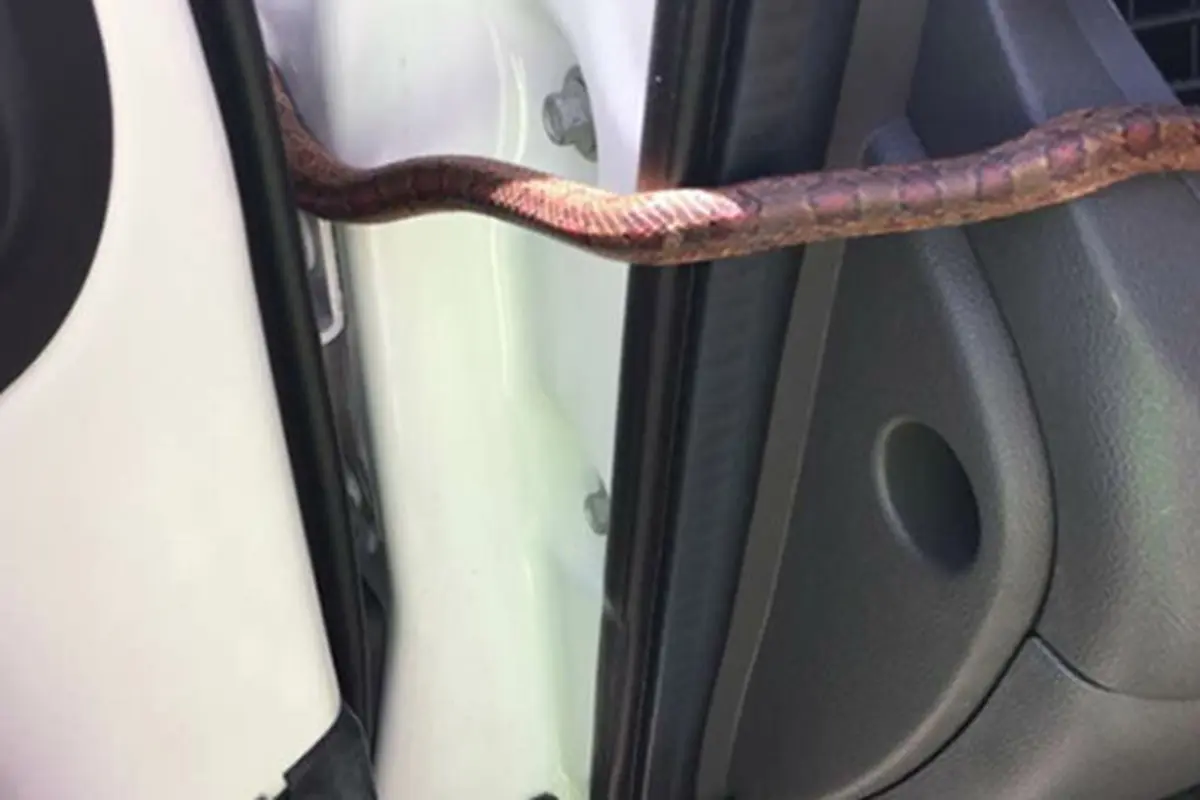 Gadis Panik, Ular Tiba-Tiba Muncu dari Lubang AC Mobil