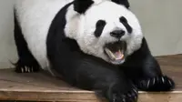 Ilustrasi panda mengantuk | Via: istimewa