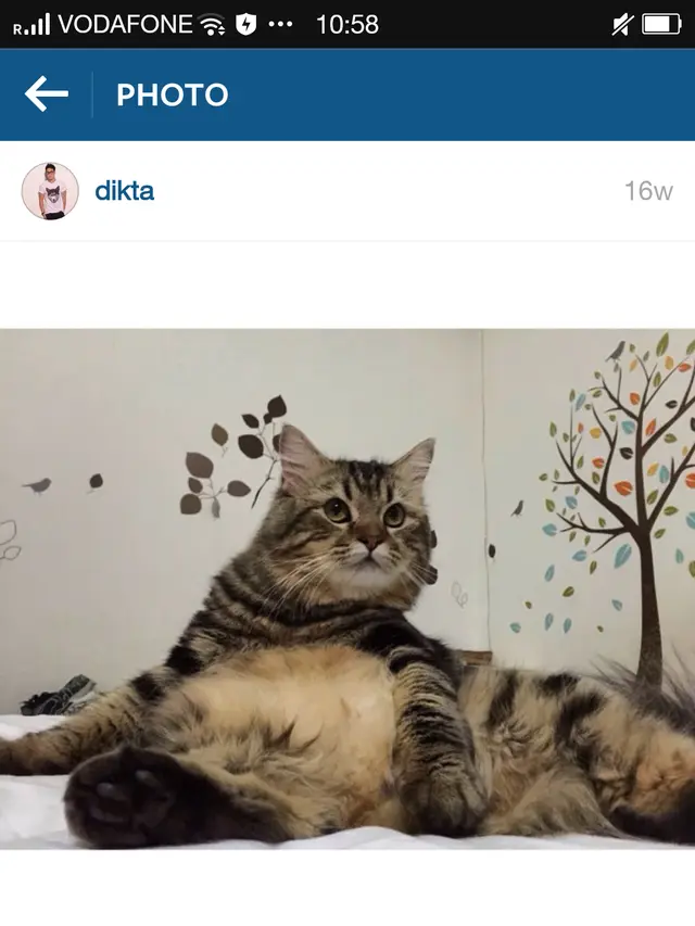 Jimbon, kucing kesayangan Dikta Wicaksono (Liputan6.com/Rommy Ramadhan)