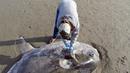 Seorang ahli konservasionis, Jessica Nielsen memeriksa hoodwinker sunfish yang terdampar di pantai Santa Barbara, California, (21/2). Ikan sebesar 2,1 meter pertama kali muncul di halaman Facebook Coal Oil Point. (Thomas Turner, UC Santa Barbara via AP)