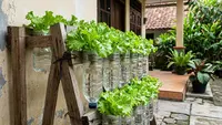 Cara Memanfaatkan Botol Plastik Bekas untuk Menanam Selada Hidroponik, Solusi Hemat di Rumah Mungil
