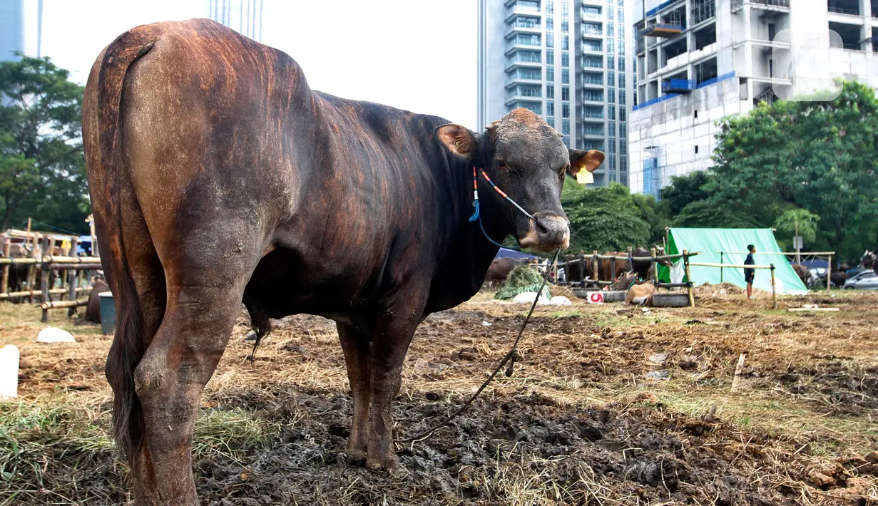 Menurut Eliawati, pihaknya juga melakukan penilaian kelayakan tempat penjualan dan penampungan hewan kurban, antara lain mengecek fasilitas penunjang seperti atap peneduh, pagar pengaman, kandang karantina dan isolasi, penampungan limbah, serta area disposal. (Liputan6.com/Johan Tallo)
