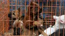 Sejumlah anjing berada di dalam kurungan saat razia perdagangan anjing di Jalan Latuharhary, Jakarta Pusat, Kamis (9/4/2015). Dalam oprasinya petugas menyita puluhan anjing yang tidak memiliki kelengkapan surat. (Liputan6.com/Johan Tallo)