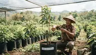 10 Trik Pohon Alpukat Cepat Bercabang Sejak Masih Kecil agar Tumbuh Rimbun dan Produktif