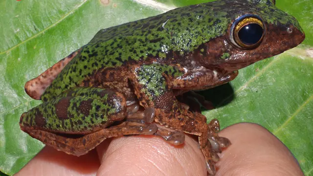 Spesies baru katak pohon endemik Sulawesi. Credit: Amir Hamidy/BRIN