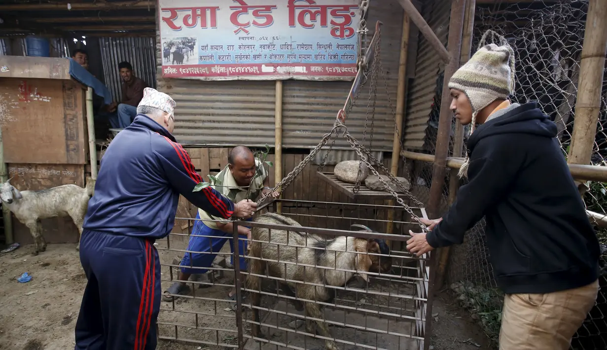 Sejumlah pria saat menimbang seekor kambing akan dijual disebuah pasar ternak di Kathmandu, Nepal, Kamis (15/10/2015).   Kambing - kambing ini akan dijual untuk dikorbankan dalam peringatan festival keagamaan ini. (REUTERS/Navesh Chitrakar)