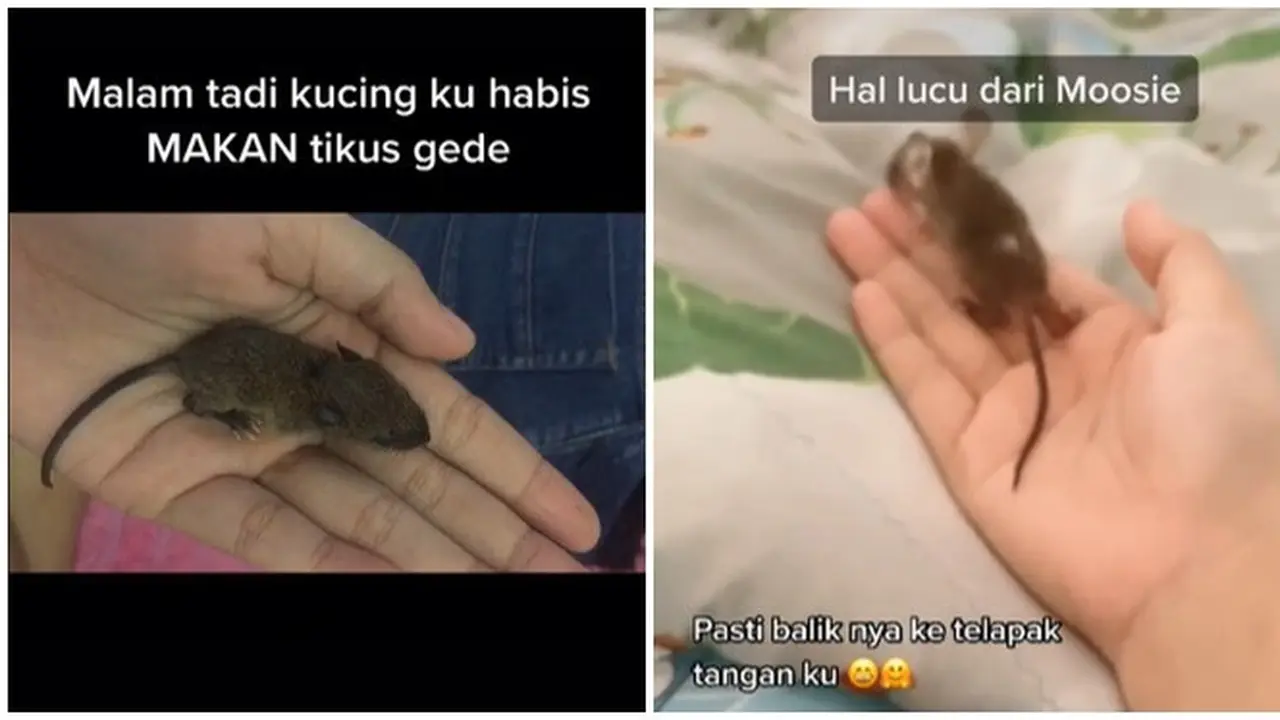 Kasihan Sang Induk Dimangsa Kucingnya, Cewek Ini Pelihara Anak Tikus Got