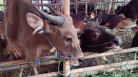 Kurban Sapi atau Kambing, Mana yang Lebih Baik dan Afdal?