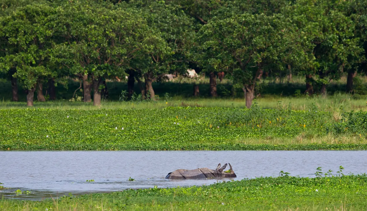 Bayi badak bercula satu berendam dalam air di Suaka Margasatwa Pobitora di pinggiran Gauhati, India, Senin (27/5/2019). Tempat ini memiliki populasi badak bercula satu tertinggi di dunia. (AP Photo/Anupam Nath)