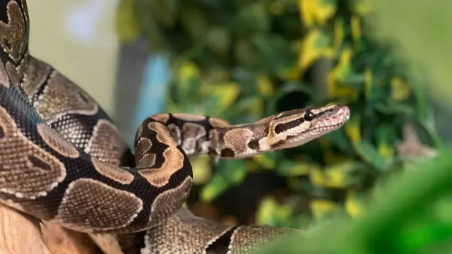 Python