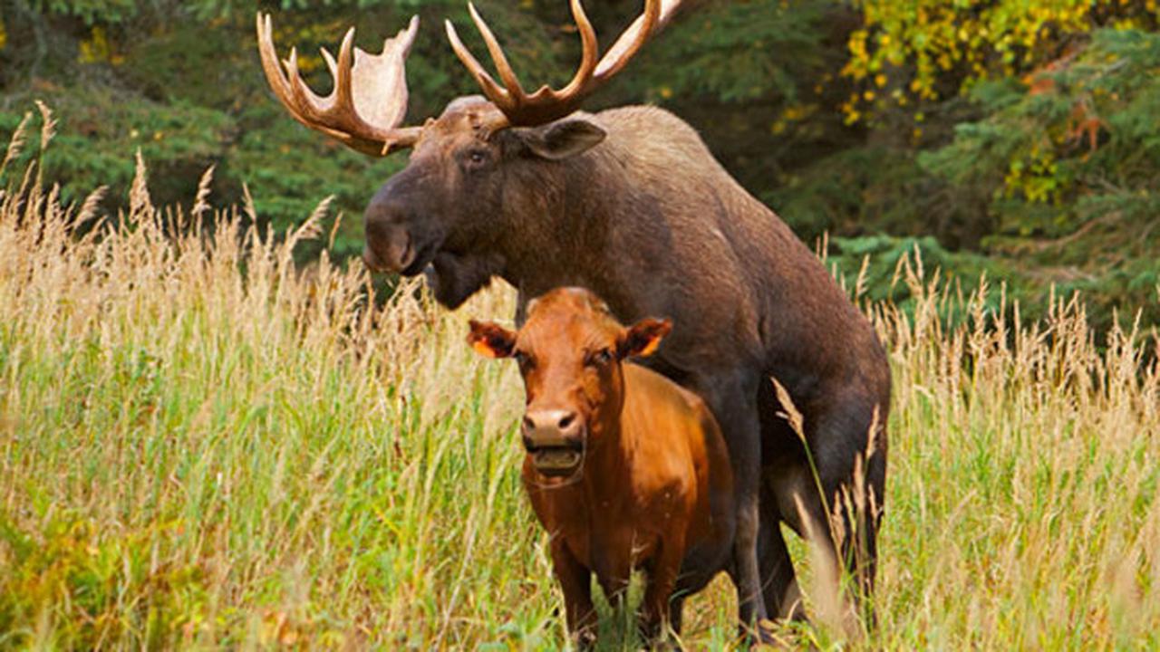 Heboh, Warga Pergoki Rusa Sedang Bersetubuh dengan Sapi