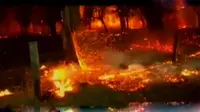 Jendela Dunia: Ribuan Hektare Lahan Terbakar di Australia