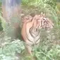 Harimau sumatra yang menampakkan diri di bawah pipa minyak Taman Nasional Zamrud, Siak. (Liputan6.com/M Syukur)