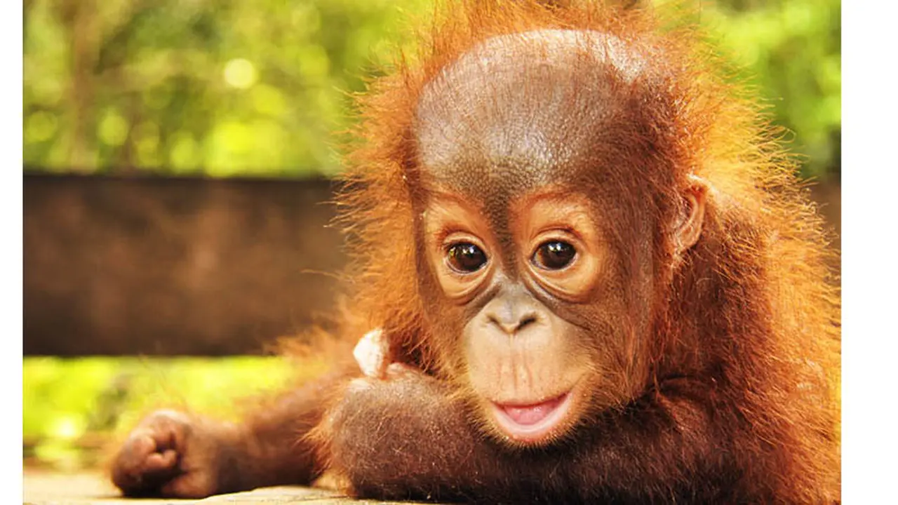 Orangutan