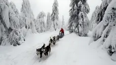 Pengemudi kereta luncur anjing menembus salju saat mengikuti lomba Sedivackuv Long di Destne v Orlicky Horach, Republik Ceko, Jumat (25/1). Lomba ini diikuti 100 pebalap. (AP Photo/Petr David Josek)