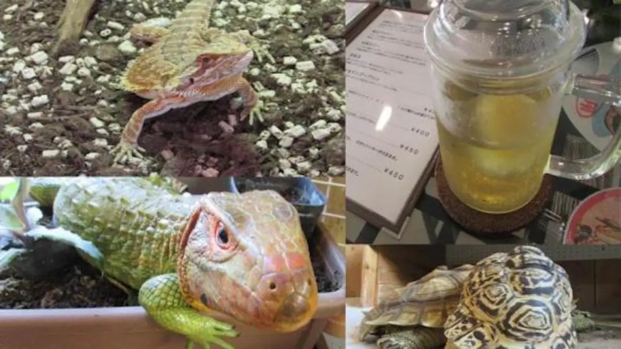 Kafe Reptil Hadir untuk Para Pecinta Reptil (Sumber Foto: Japanesestation.com )