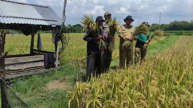 Panen Raya.