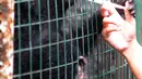 Dokter hewan yang juga aktivis Animal Sanctuary Trust Indonesia (ASTI)  memberi vitamin ke Siamang (Symphalangus syndactylus) yang merupakan hasil sitaan dari warga di tempat Pusat Transit Satwa Gadog ASTi, Bogor, Senin (11/3). (merdeka.com/arie basuki)