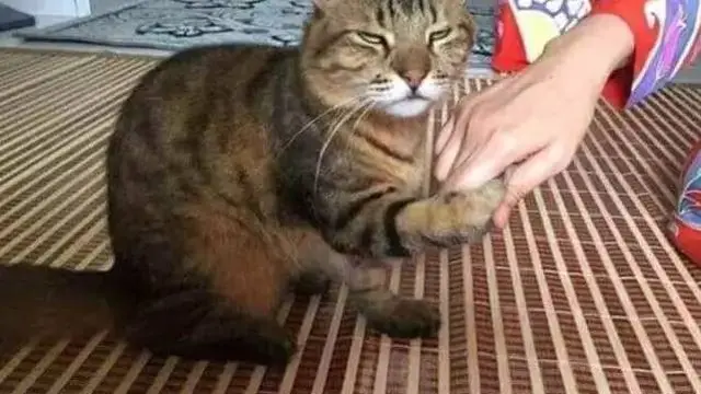 10 Potret Lucu Kucing Ikut Rayakan Lebaran, Sungkem dengan Donatur