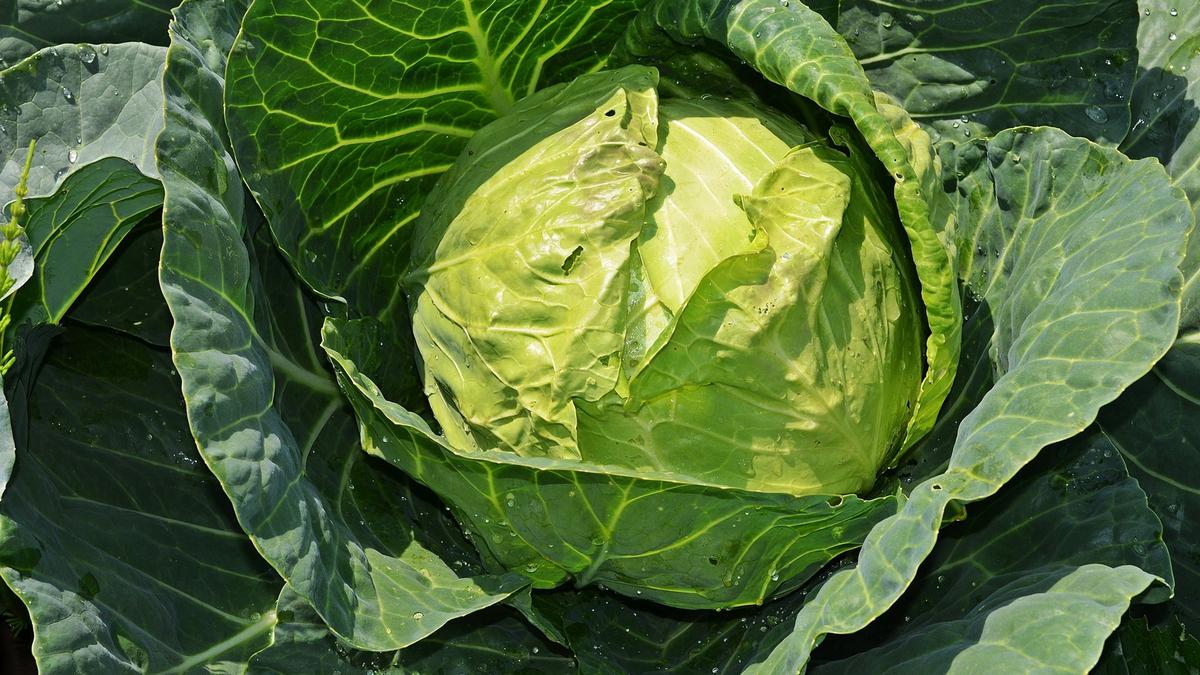 5 Tips Jitu Simpan Kol di Kulkas Supaya Tidak Layu, Tetap Segar Berminggu-minggu