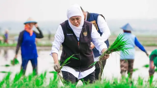 Jawa Timur Sumbang 25% Lahan Tanam Padi Nasional, Gubernur Khofifah: Komitmen Wujudkan Kedaulatan Pangan
