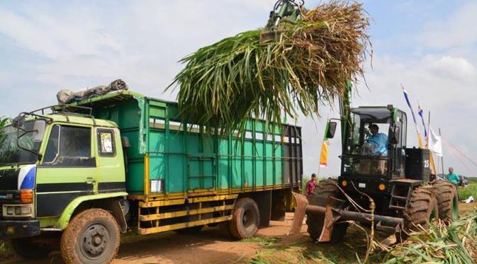 RNI kembangkan biomassa napier grass atau biasa disebut rumput gajah sebagai bahan baku biofuel. (Foto: RNI)