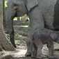 Bayi gajah Damar bersama induknya Ngatini di TWA Buluh Cina, Kecamatan Siakhulu, Kabupaten Kampar. (Liputan6.com/Dok BBKSDA Riau/M Syukur)