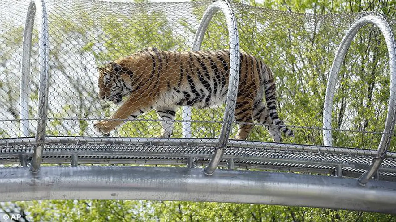Kebun Binatang Philadelphia Bangun 'Catwalk' Khusus Harimau