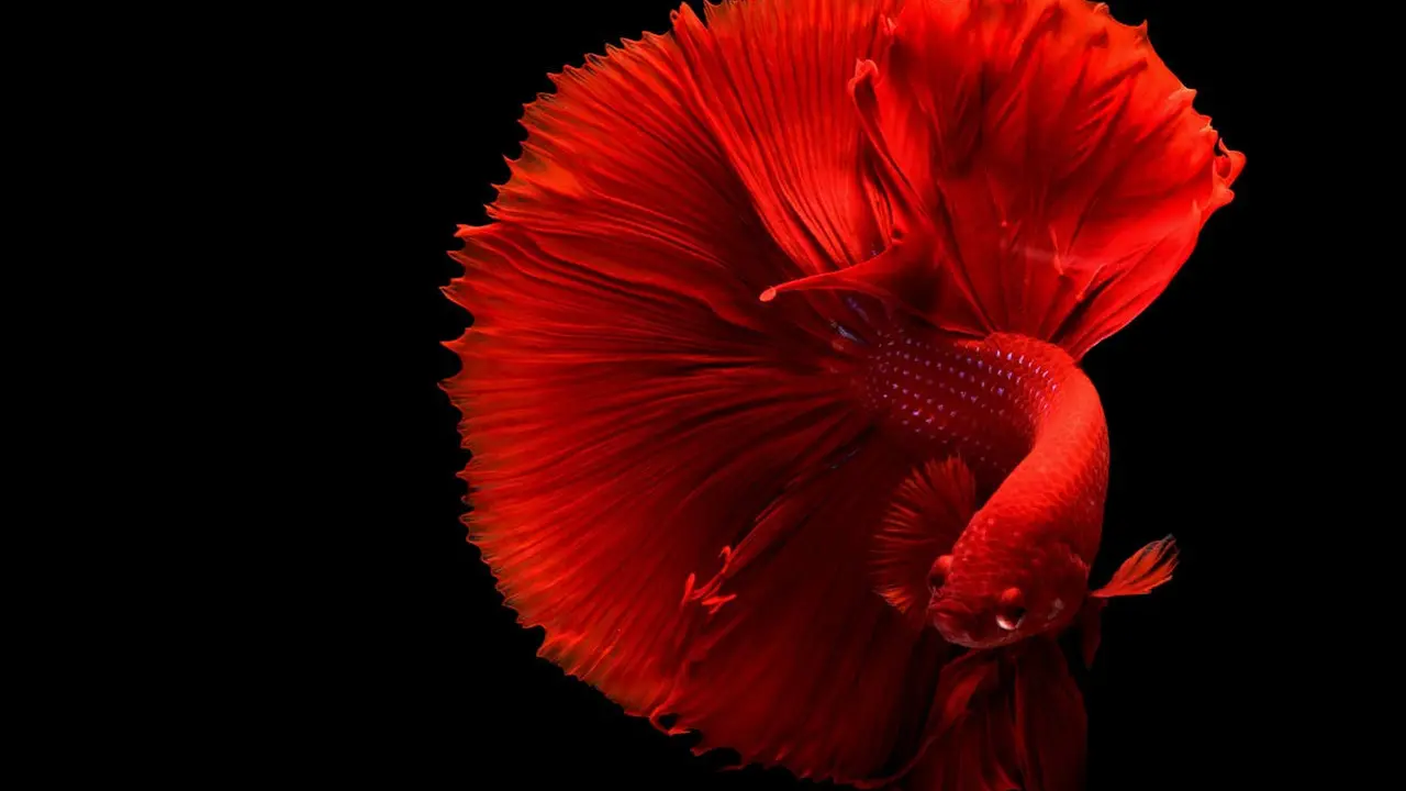 Betta Fish