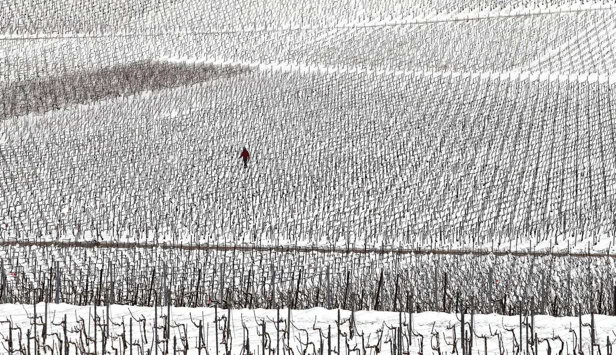 Seorang pria berjalan di tengah kebun anggur yang tertutup salju pada hari pertama musim semi di wilayah Champagne di Mailly-Champagne, dekat Reims, (19/3). (AFP Photo/Francois Nascimbeni)