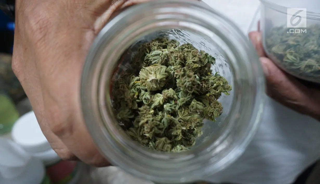 Barang bukti pupuk organik diperlihatkan saat rilis pengungkapan penanaman ganja di salah satu Apartemen di Jakarta, Rabu (6/2). Polisi mengamankan satu orang tersangka WNA asal Amerik Serikat. (Liputan6.com/Herman Zakharia)