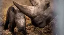 Badak putih yang baru lahir bersama induknya di kandang mereka di Kebun Binatang Kopenhagen, Denmark, Rabu (15/4/2020). Kelahiran badak putih merupakan kejadian yang cukup langka, mengingat angka kelahiran bayi badak di dunia sangat jarang. (Niels Christian Vilmann/Ritzau Scanpix/AFP)