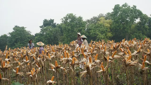 Panen Raya Jagung (Sumber foto: BNI)