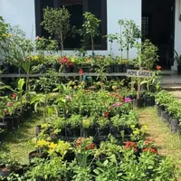 Menanam terong dalam polybag/Gemini AI