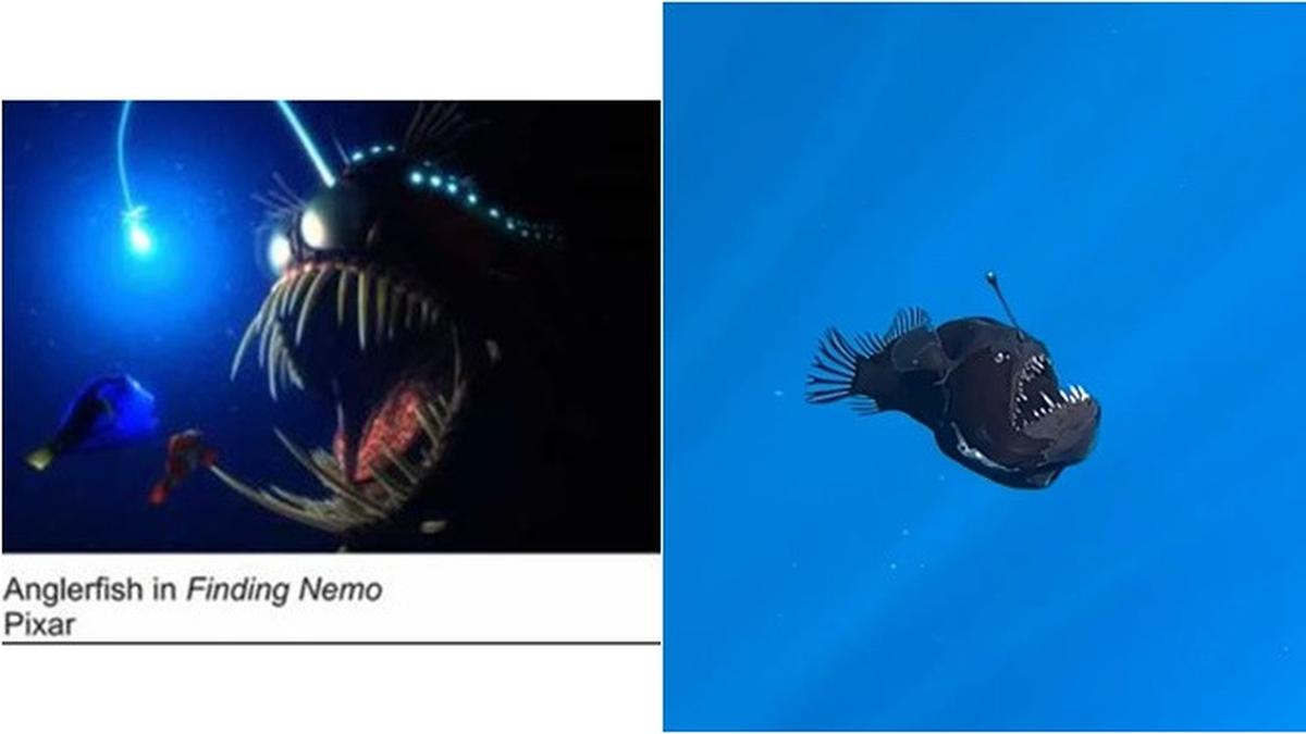 Momen Langka Ikan Black Sea Devil Muncul di Perairan Dangkal, Pertanda Apa?