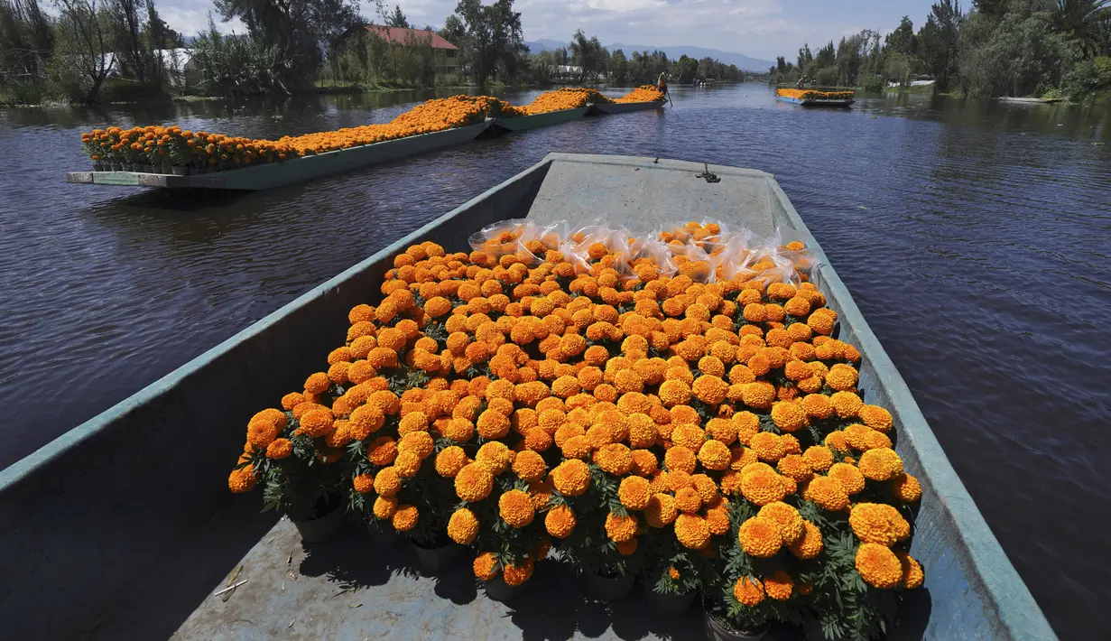 Pekerja mengangkut Marigold dengan perahu melalui Kanal Xochimilco di pinggiran Mexico City, Meksiko, 13 Oktober 2021. Di Meksiko, Marigold juga dikenal sebagai cempasúchil atau bunga kematian dan digunakan pada perayaan Day of the Dead atau Hari Kematian setiap 2 November. (AP Photo/Marco Ugarte)