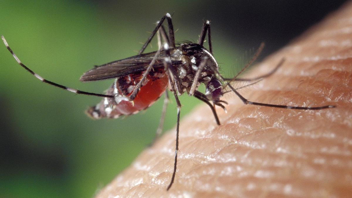 Entrant dans la transition saisonnière, le ministère de la Santé exhorte à être conscient de la flambée de la dengue