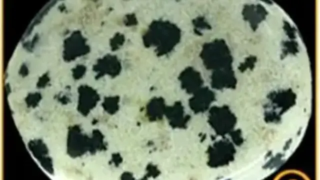 Dalmatian