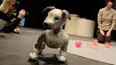 Robot versi ukuran anak anjing "Aibo" pada konferensi pers di Tokyo, 23 Januari 2019. Seekor Aibo dihargai hampir US$ 3.000 atau 42,5 juta rupiah untuk paket tiga tahun, termasuk layanan perangkat lunak seperti penyimpanan data. (Kazuhiro NOGI/AFP)