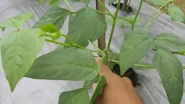 Ilustrasi Daun Kacang Panjang