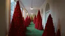 Deretan pohon cemara berwarna merah darah di sepanjang lorong East Colonnade yang didekorasi untuk perayaan Natal di Gedung Putih, Washington DC, Senin (26/11). Tema dekorasi yang diangkat tahun 2018 ini adalah 'American Treasures'. (AP/Carolyn Kaster)