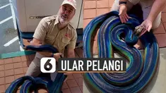 Pecinta reptil ini menunjukkan ular piton yang memiliki warna unik karena memiliki warna seperti pelangi.