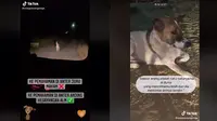 Anjing antar peziarah ke makam pemiliknya. (TikTok/@oceppawangsinga )