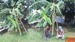 Pohon Pisang Unik