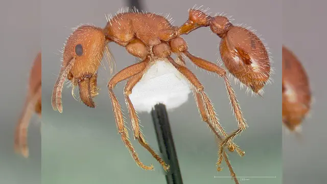 Semut pemanen Maricopa (Wikimedia Commons)