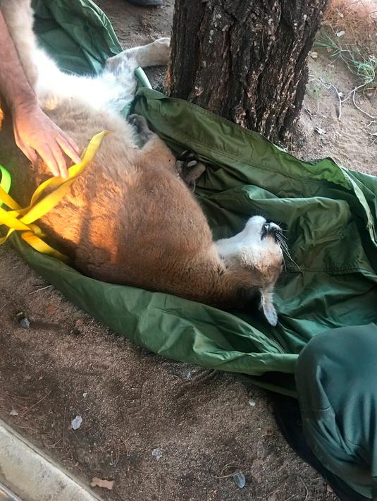 Seekor singa gunung dievakuasi dari atas pohon di sebuah rumah di San Bernardino, California, 16 Februari 2019. Tidak diketahui pasti bagaimana bisa singa besar itu berakhir di atas pohon. (Rick Fischer/California Department of Fish & Wildlife via AP)