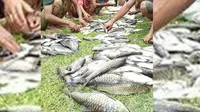 Ikan semah yang baru saja dijala warga di Lubuk Larangan, Kecamatan Batang Asai, Kabupaten Sarolangun, Jambi. (Liputan6.com/Bangun Santoso)