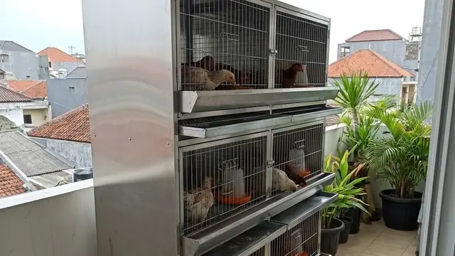 Desain Kandang Ayam Tanpa Terlihat Kumuh